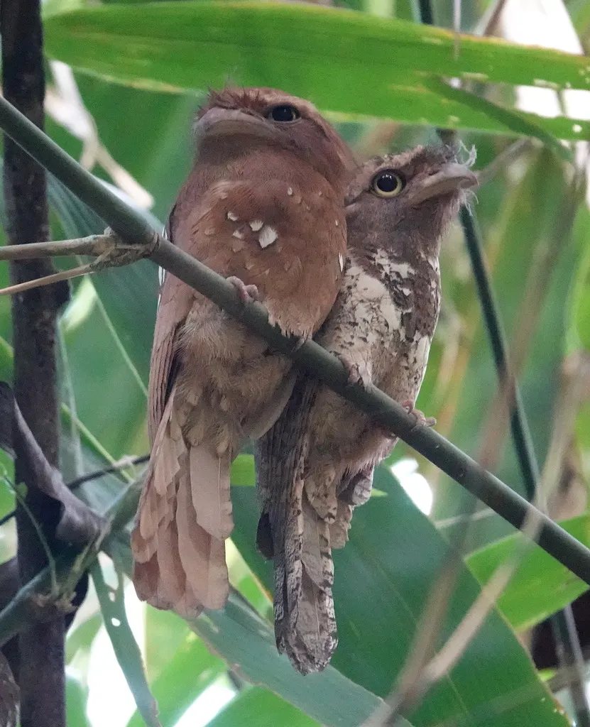 爪哇蛙口夜鹰(Batrachostomus javensis)