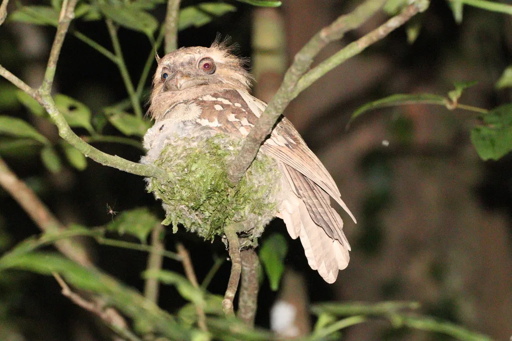 菲律宾蛙口夜鹰(Batrachostomus septimus)