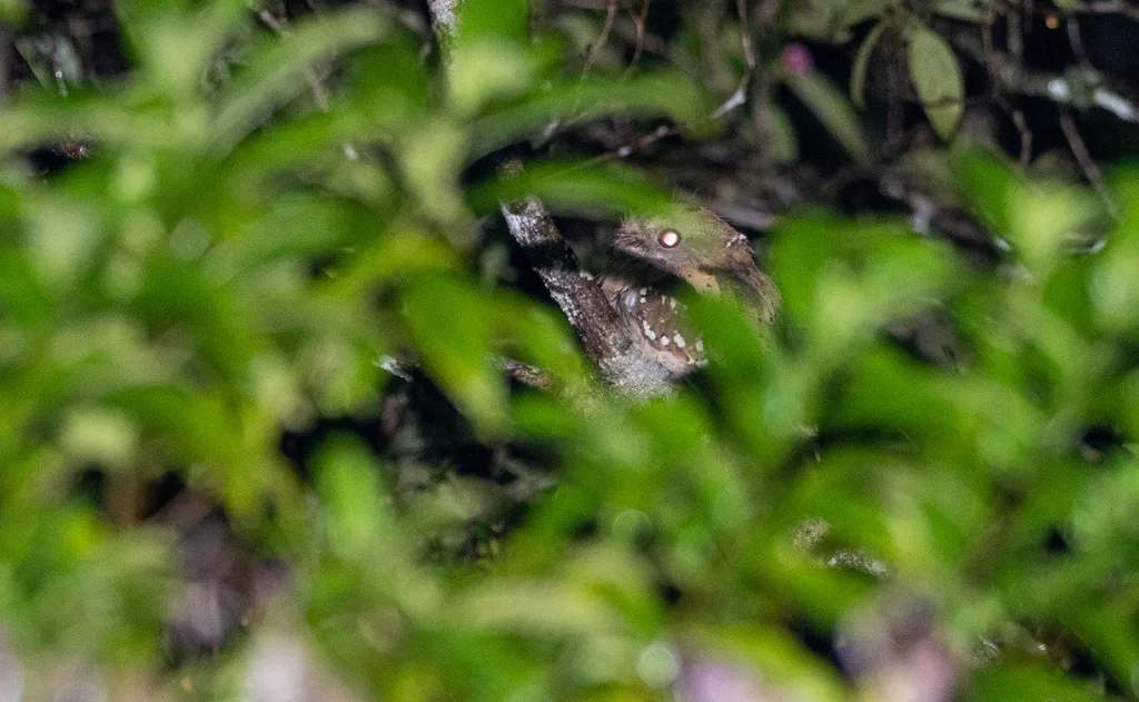 菲律宾蛙口夜鹰(Batrachostomus septimus)