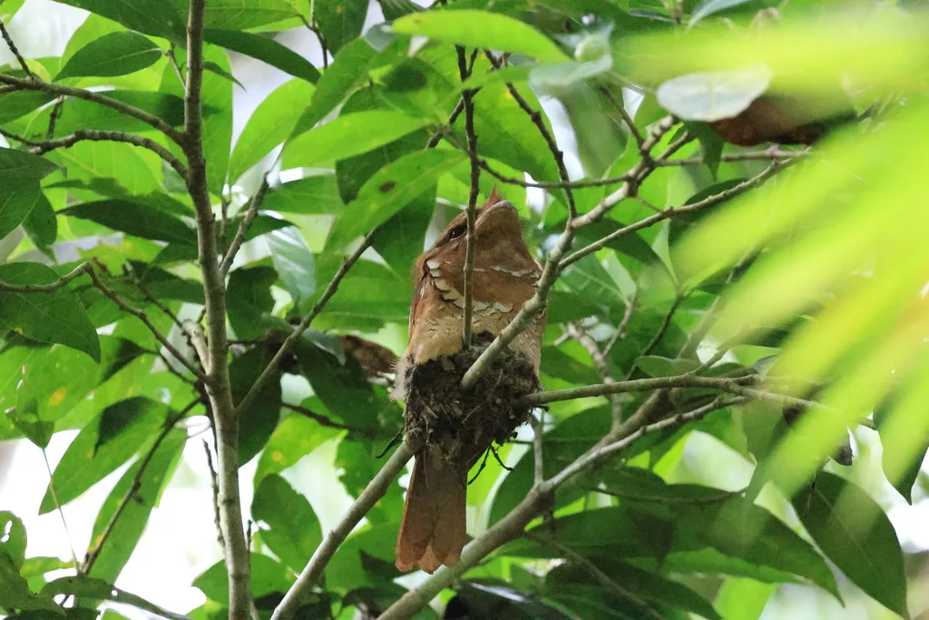 菲律宾蛙口夜鹰(Batrachostomus septimus)