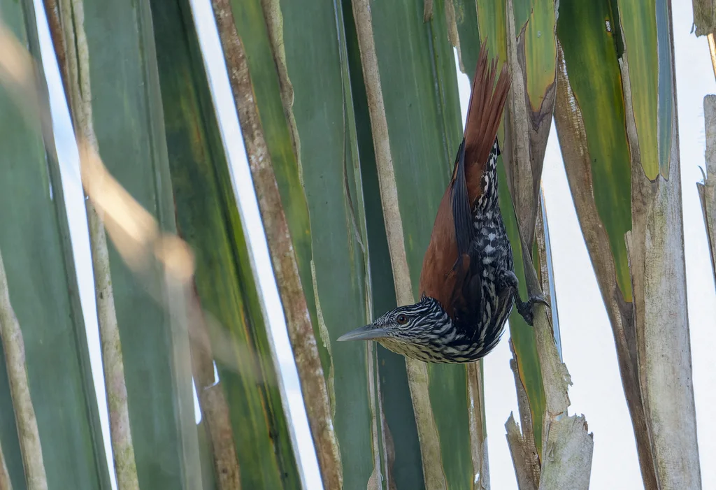 尖尾棕榈雀（Berlepschia rikeri）