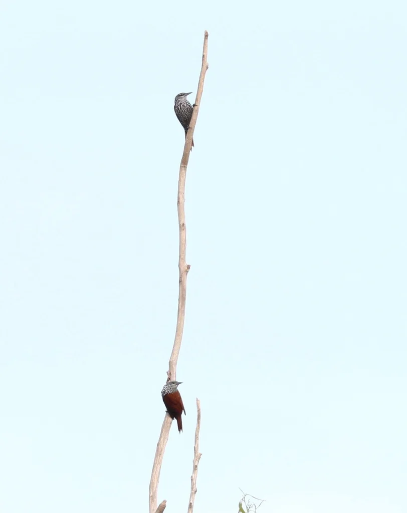 尖尾棕榈雀（Berlepschia rikeri）