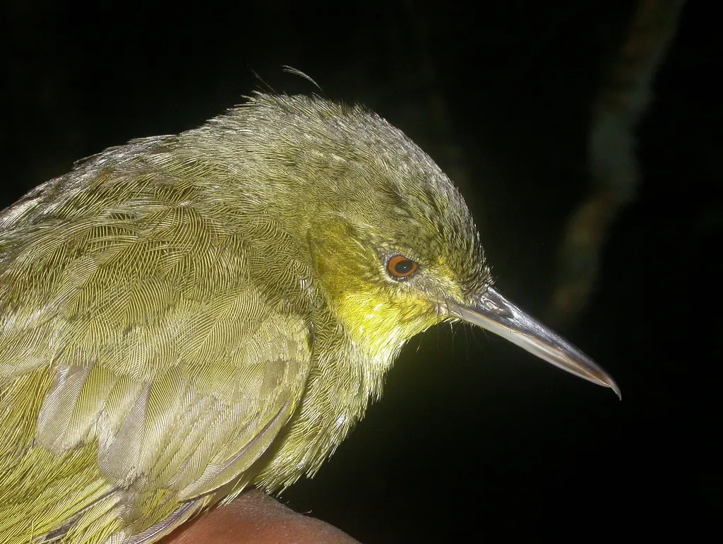 长嘴马岛莺(Bernieria madagascariensis)
