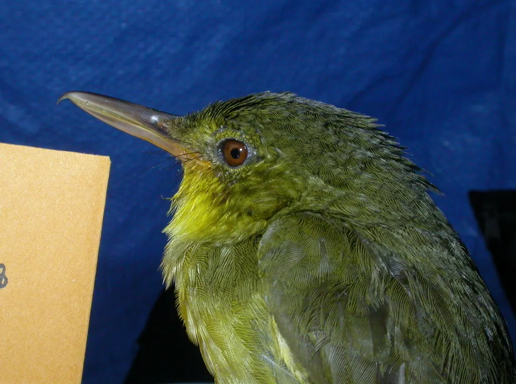 长嘴马岛莺(Bernieria madagascariensis)