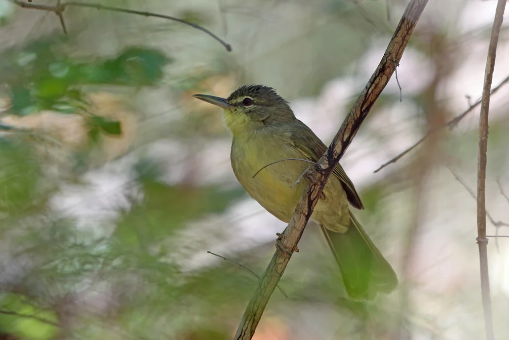 长嘴马岛莺(Bernieria madagascariensis)