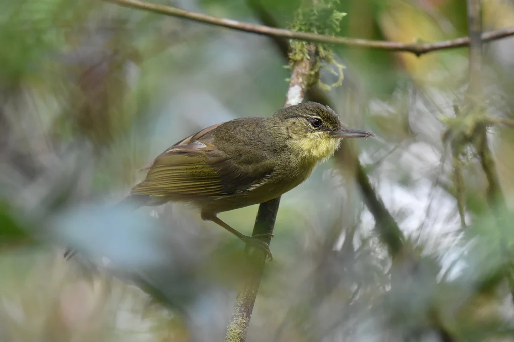 长嘴马岛莺(Bernieria madagascariensis)