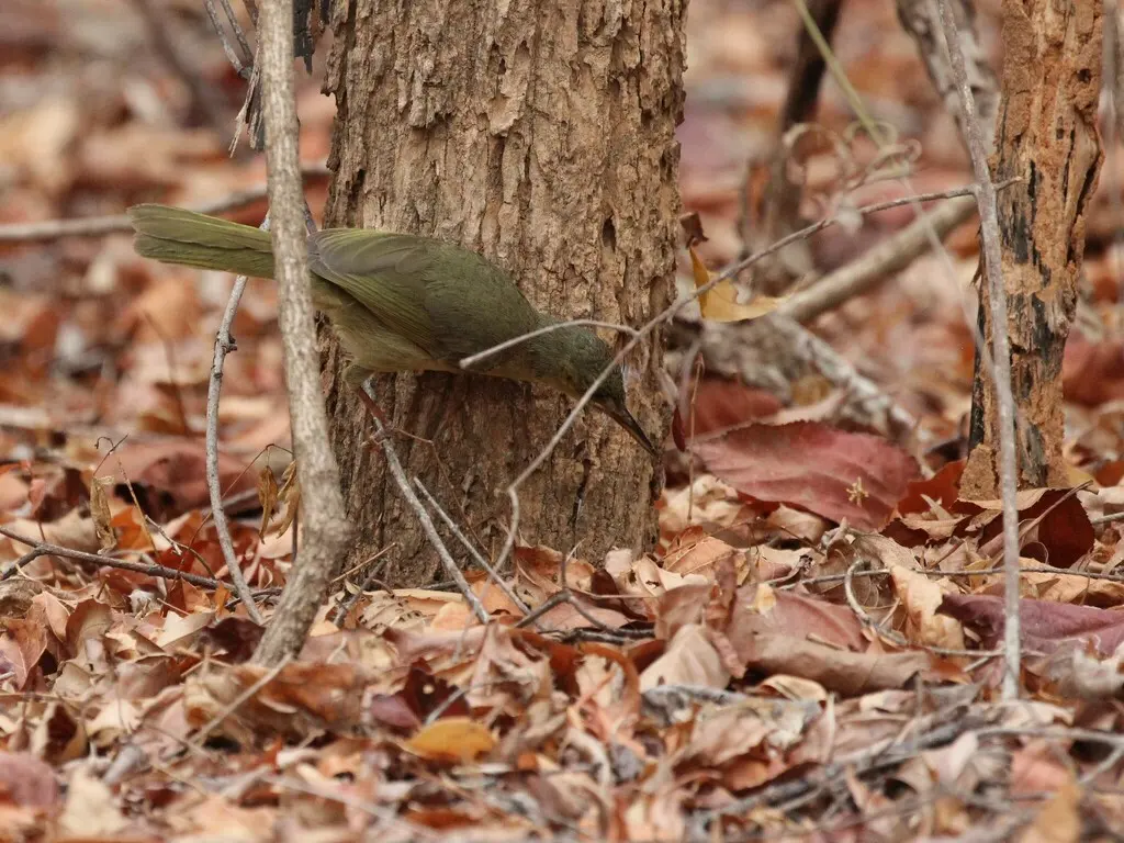 长嘴马岛莺(Bernieria madagascariensis)