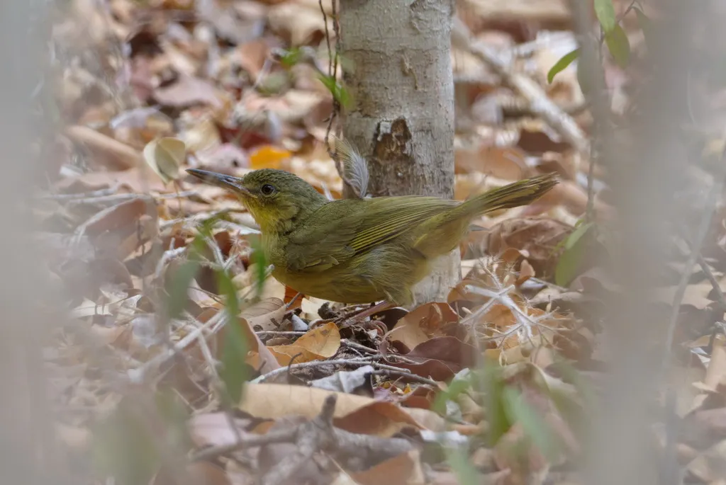 长嘴马岛莺(Bernieria madagascariensis)