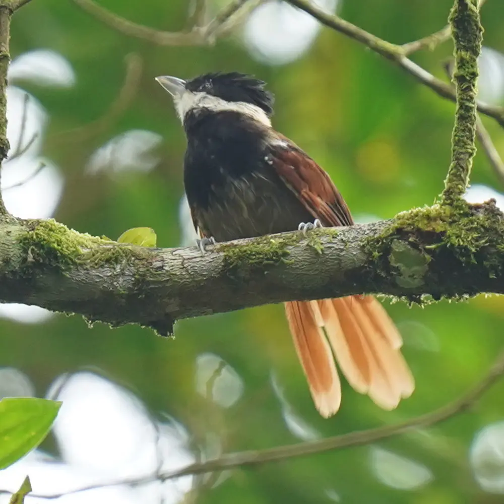白须蚁鵙(Biatas nigropectus)