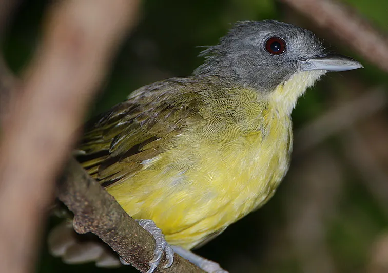 灰头须鹎(Bleda canicapillus)