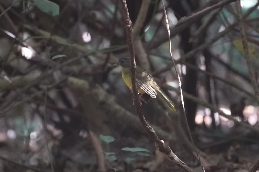 灰头须鹎(Bleda canicapillus)