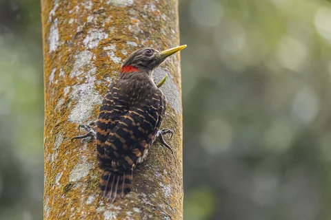 黄嘴栗啄木鸟