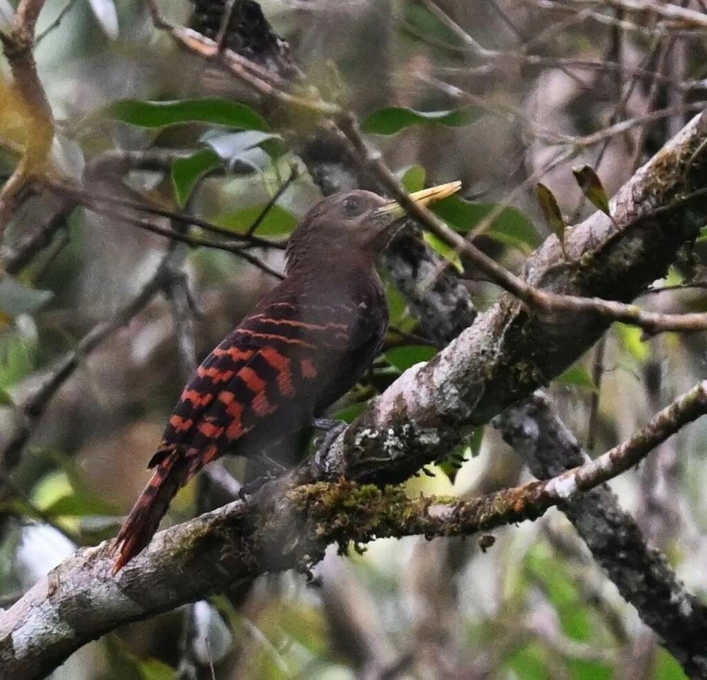 黄嘴栗啄木鸟(Blythipicus pyrrhotis)