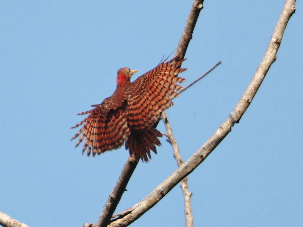 黄嘴栗啄木鸟(Blythipicus pyrrhotis)