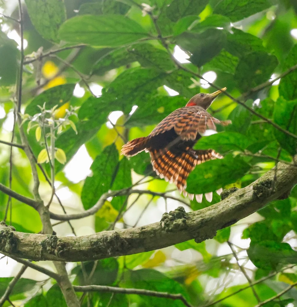 黄嘴栗啄木鸟(Blythipicus pyrrhotis)