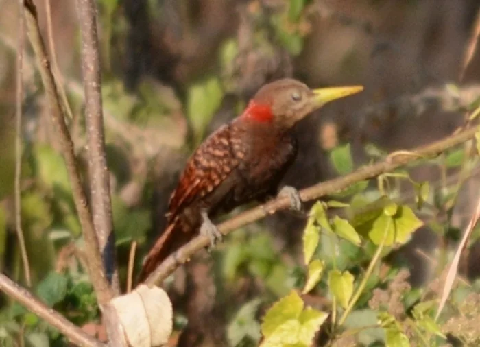 黄嘴栗啄木鸟(Blythipicus pyrrhotis)