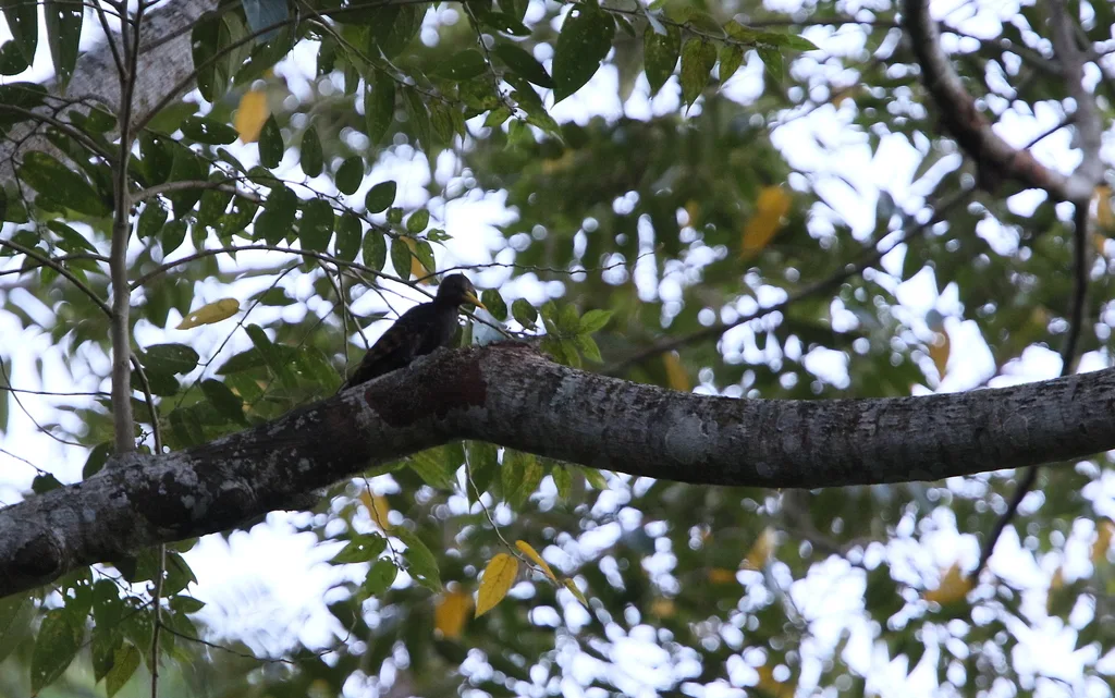 黄嘴栗啄木鸟(Blythipicus pyrrhotis)