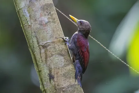 小栗啄木鸟