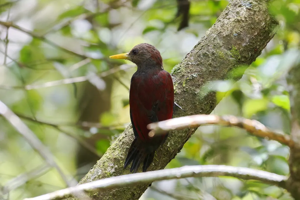 小栗啄木鸟(Blythipicus rubiginosus)