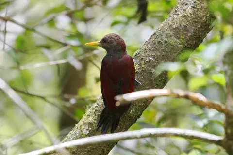 小栗啄木鸟