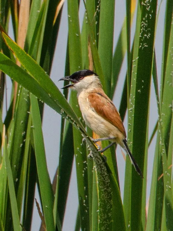 小红翅鵙(Bocagia minuta)