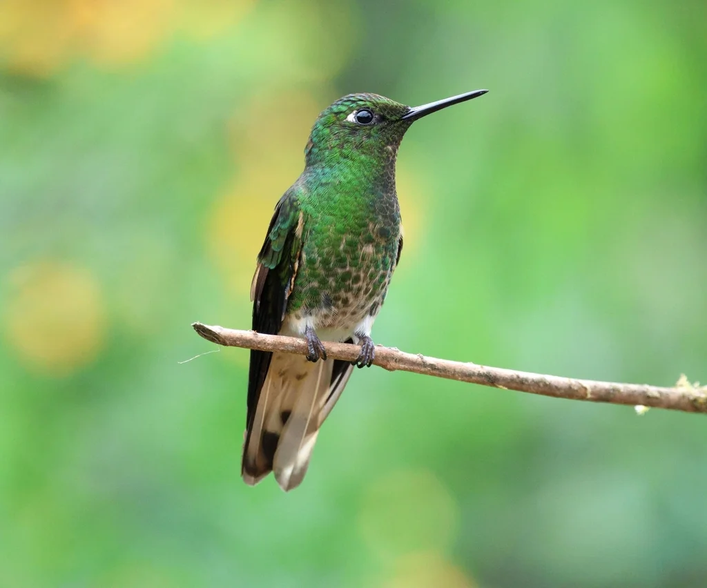 黄尾冕蜂鸟(Boissonneaua flavescens)