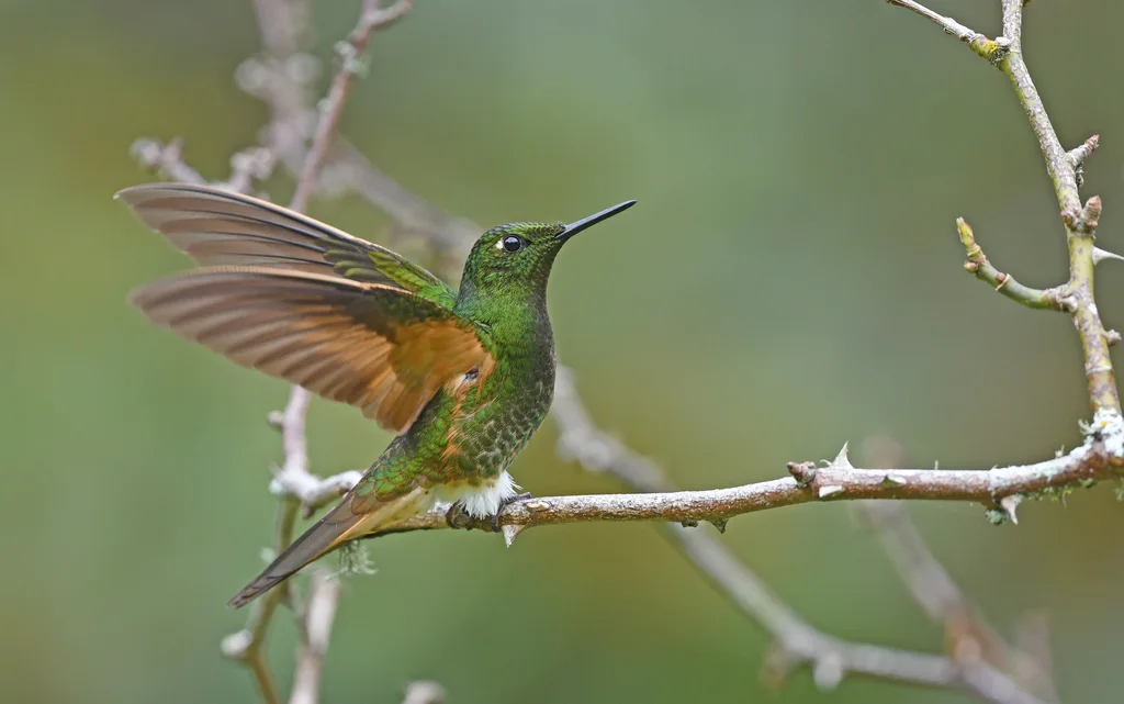 黄尾冕蜂鸟(Boissonneaua flavescens)