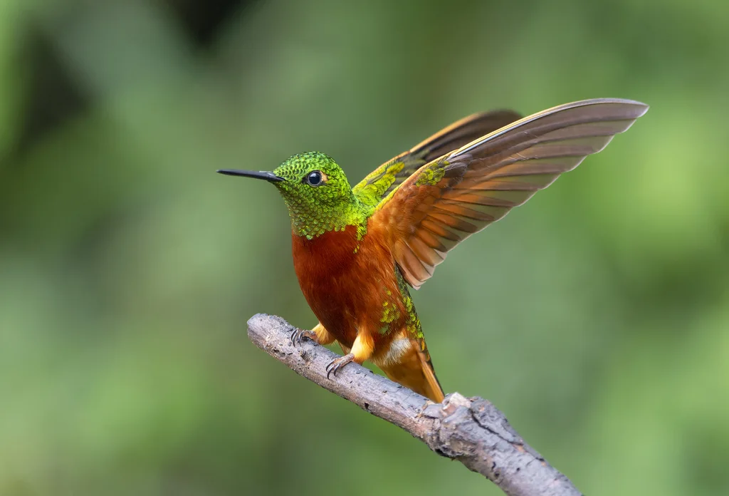 栗胸冕蜂鸟(Boissonneaua matthewsii)