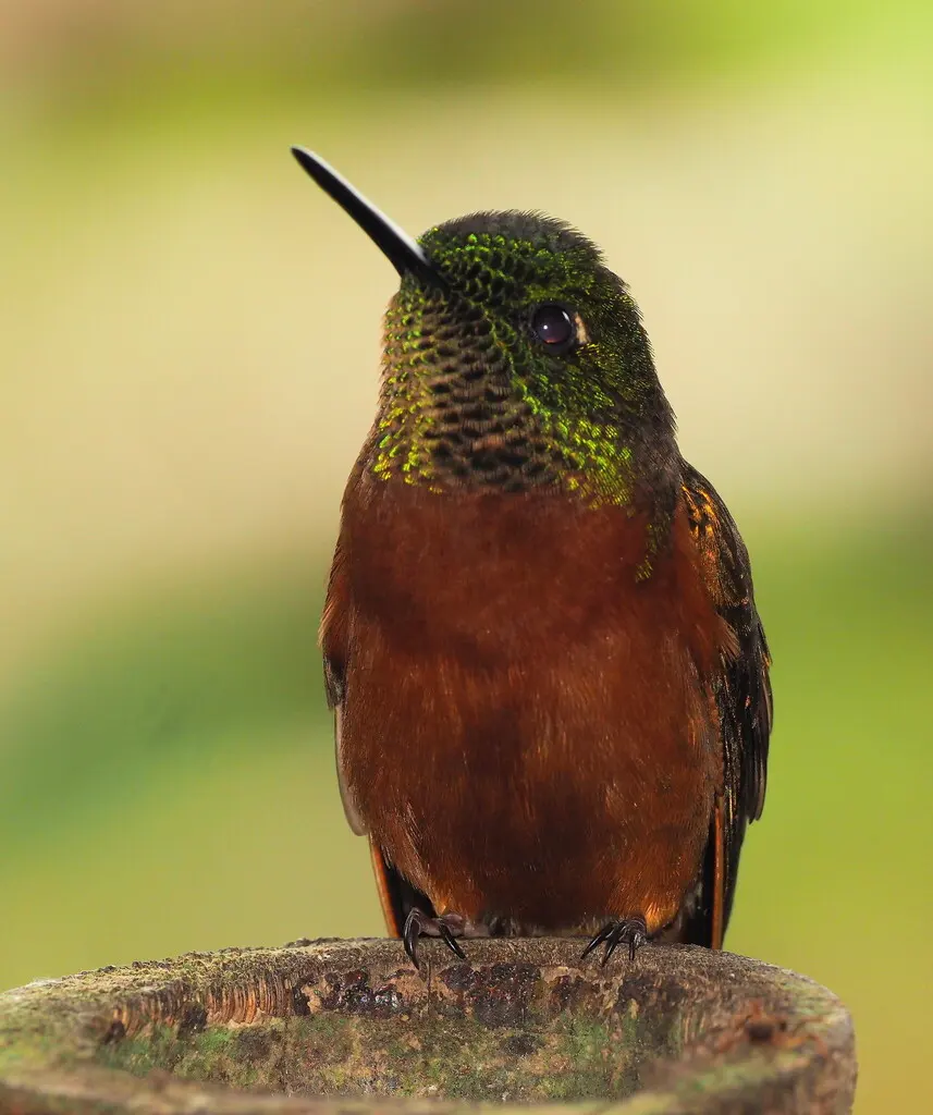 栗胸冕蜂鸟(Boissonneaua matthewsii)