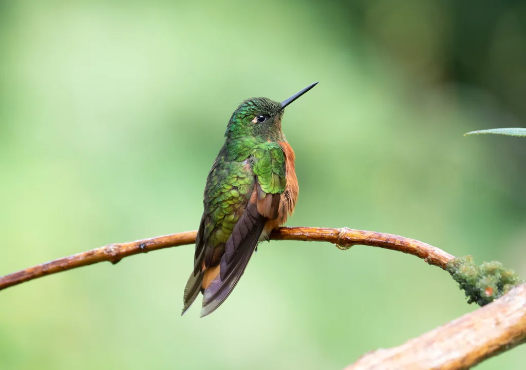 栗胸冕蜂鸟(Boissonneaua matthewsii)