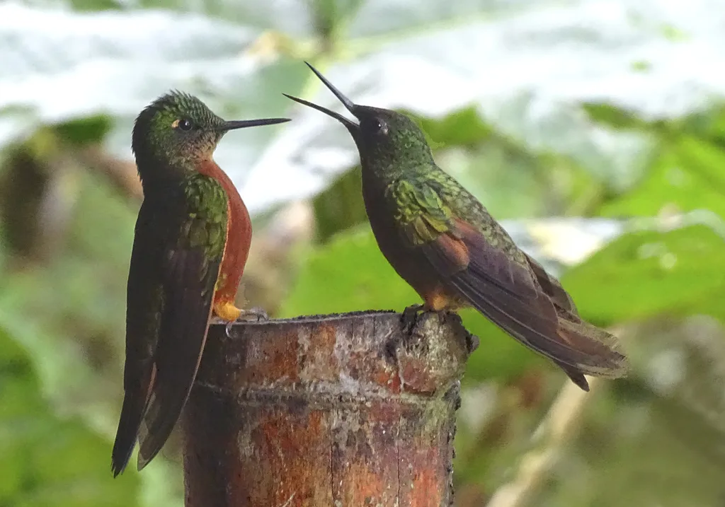 栗胸冕蜂鸟(Boissonneaua matthewsii)