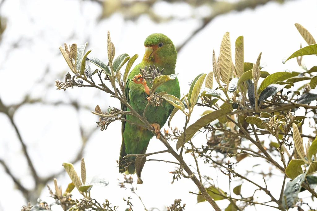 棕额鹦哥（Bolborhynchus ferrugineifrons）