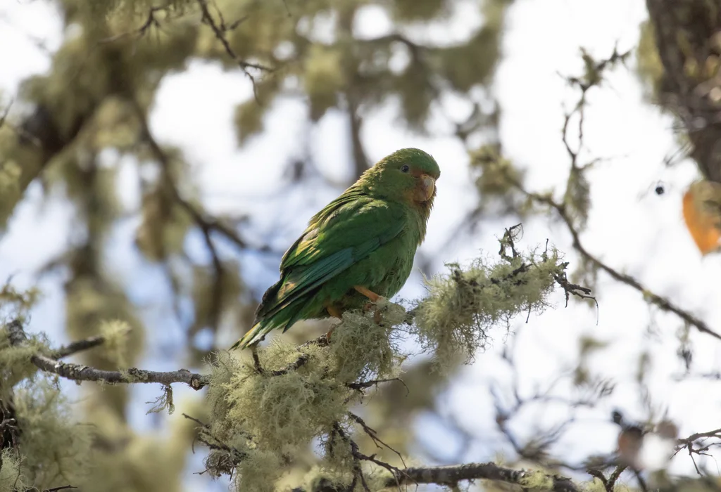 棕额鹦哥（Bolborhynchus ferrugineifrons）