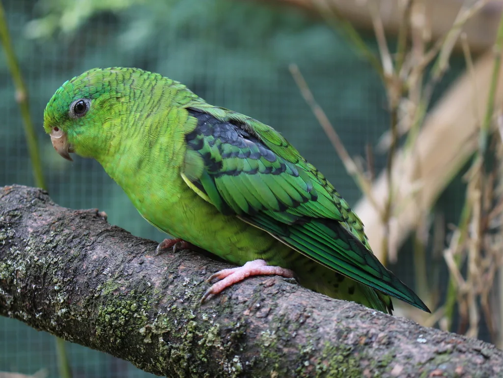 横斑鹦哥(Bolborhynchus lineola)