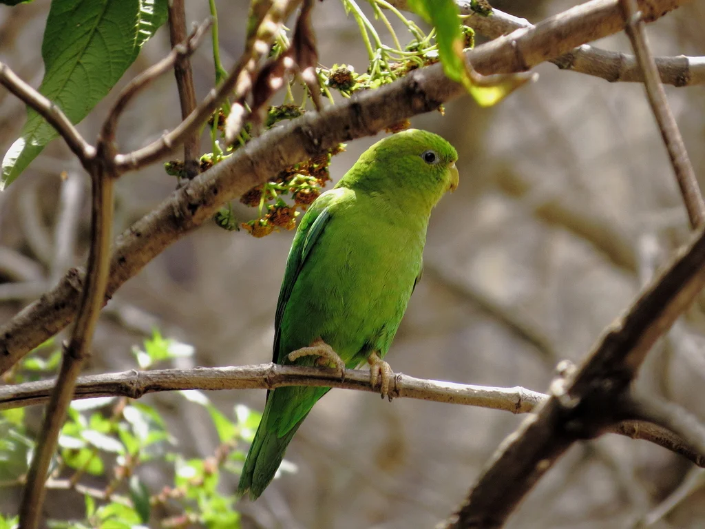安第斯鹦哥(Bolborhynchus orbygnesius)