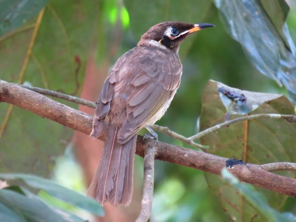 暗喉吸蜜鸟(Bolemoreus frenatus)