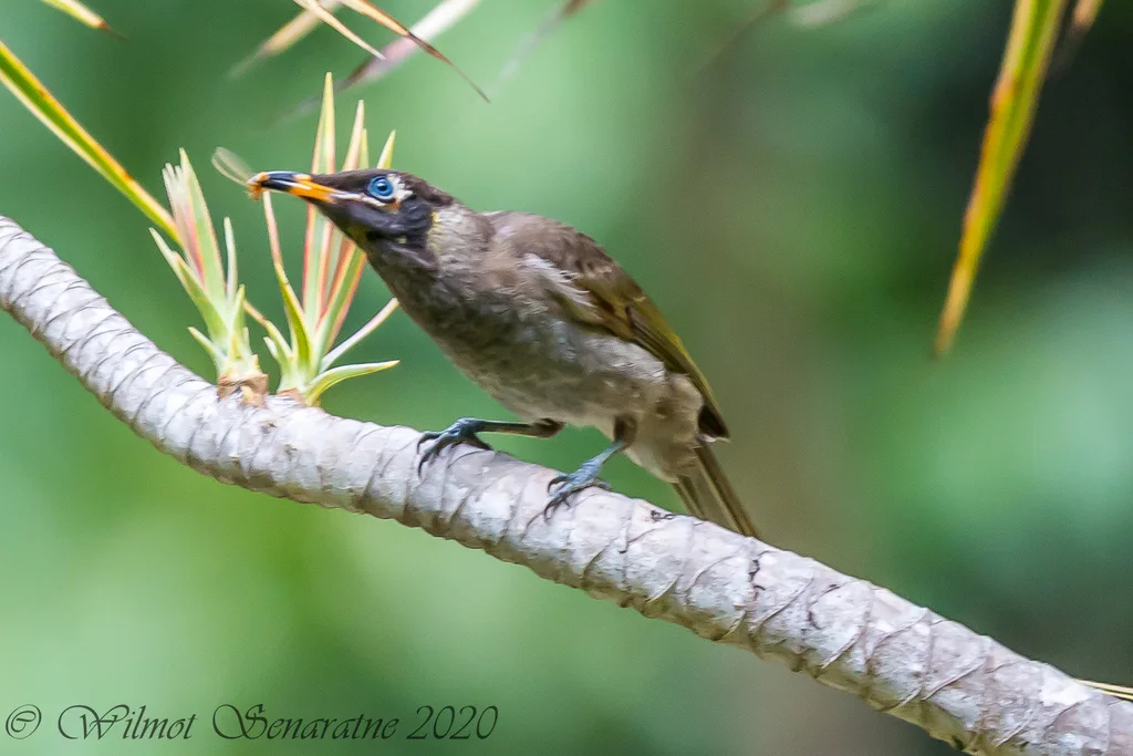暗喉吸蜜鸟(Bolemoreus frenatus)