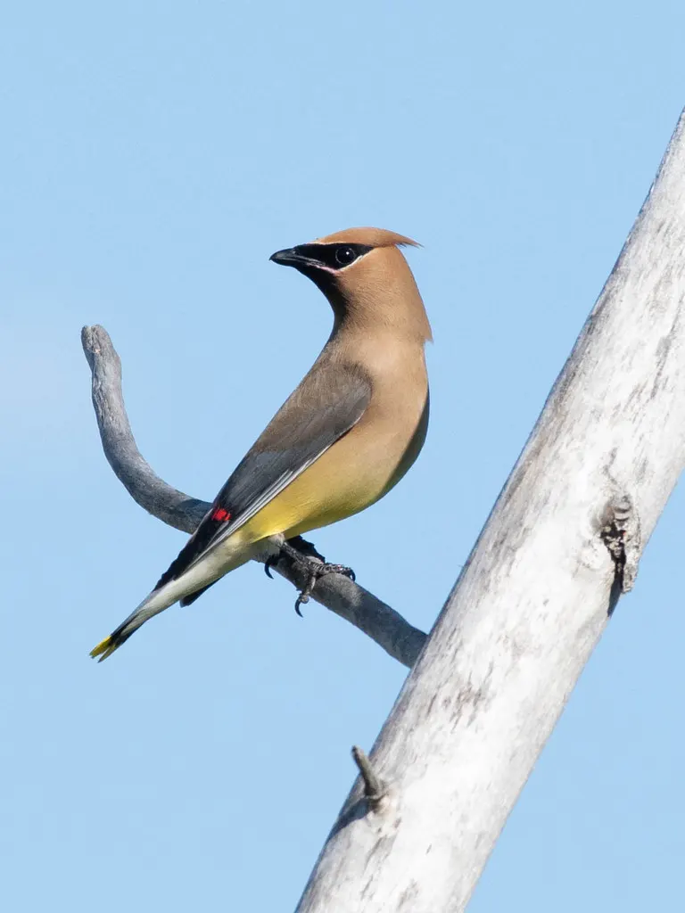 雪松太平鸟(Bombycilla cedrorum)