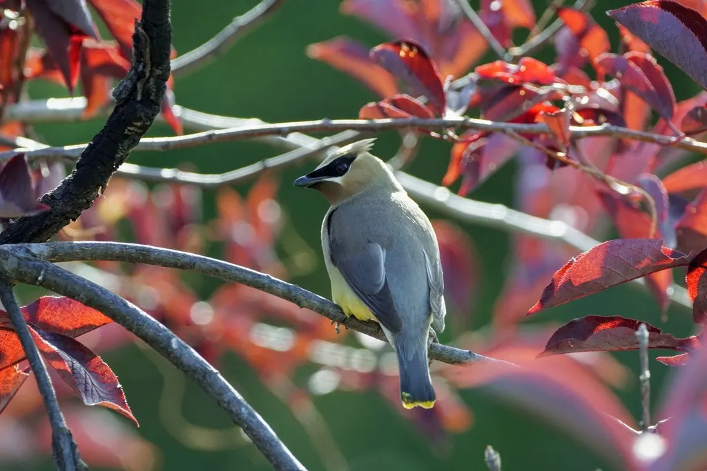 雪松太平鸟(Bombycilla cedrorum)