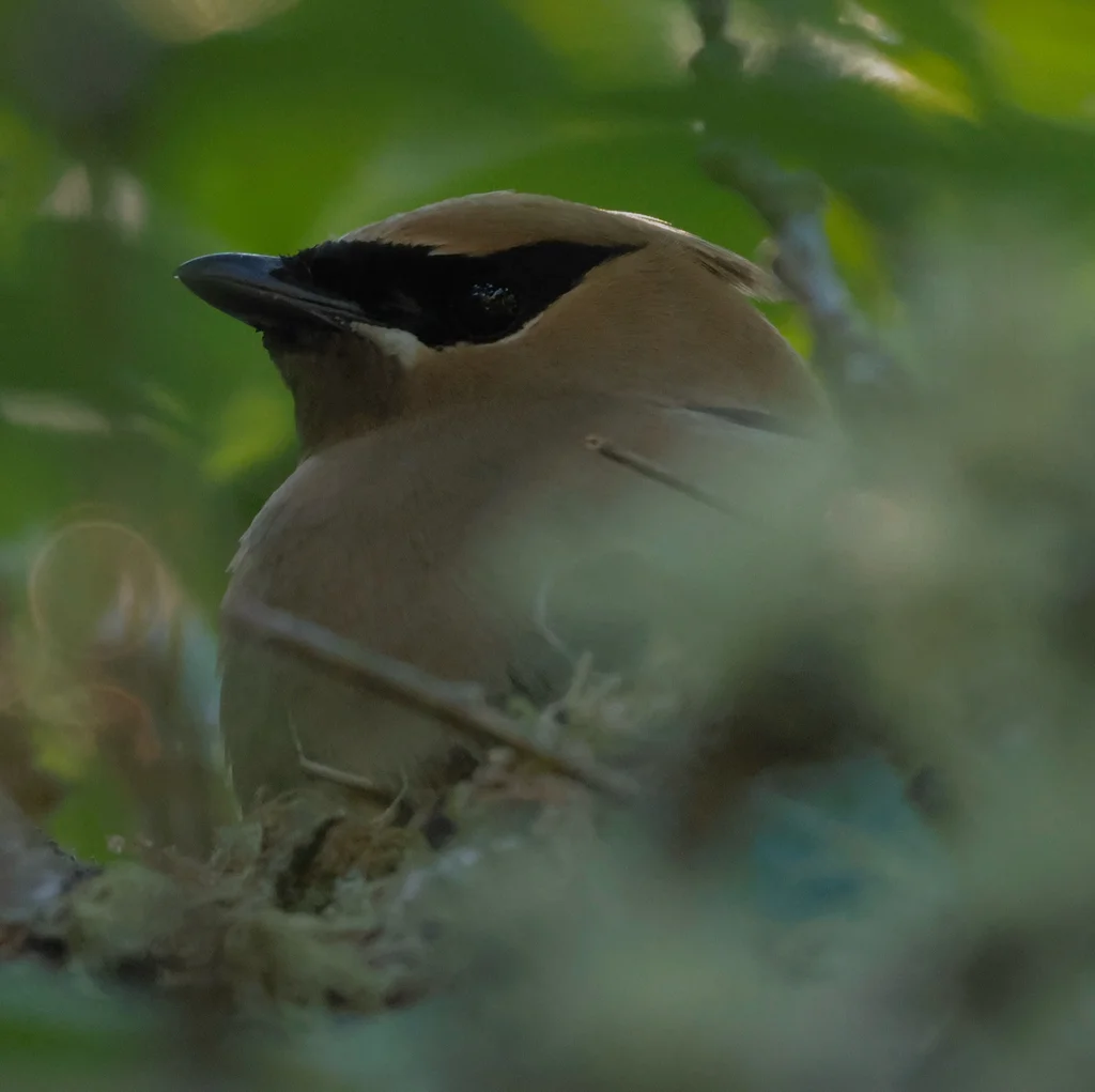 雪松太平鸟(Bombycilla cedrorum)