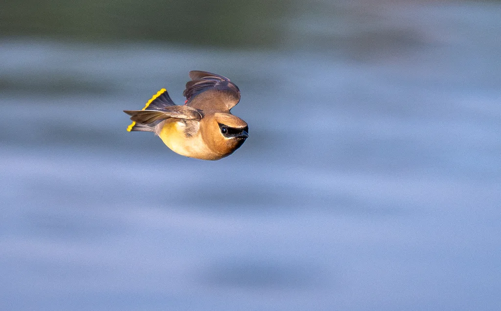 雪松太平鸟(Bombycilla cedrorum)