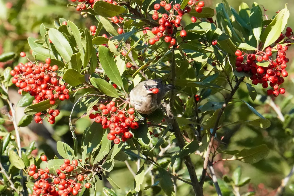 雪松太平鸟(Bombycilla cedrorum)