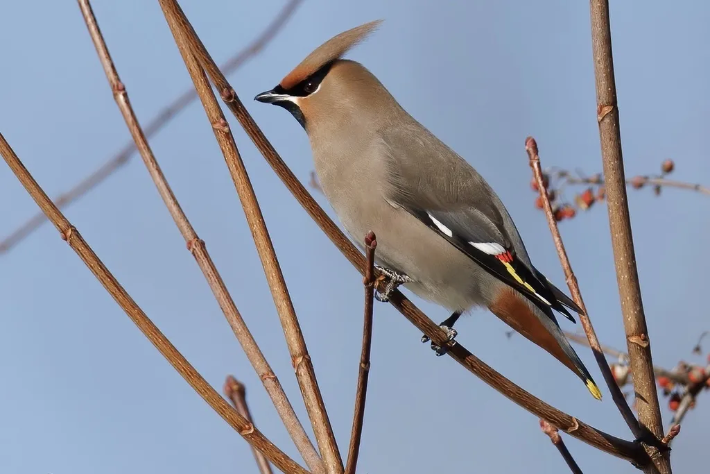 太平鸟（Bombycilla garrulus）