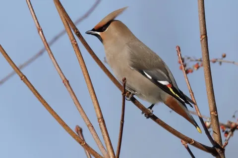 太平鸟