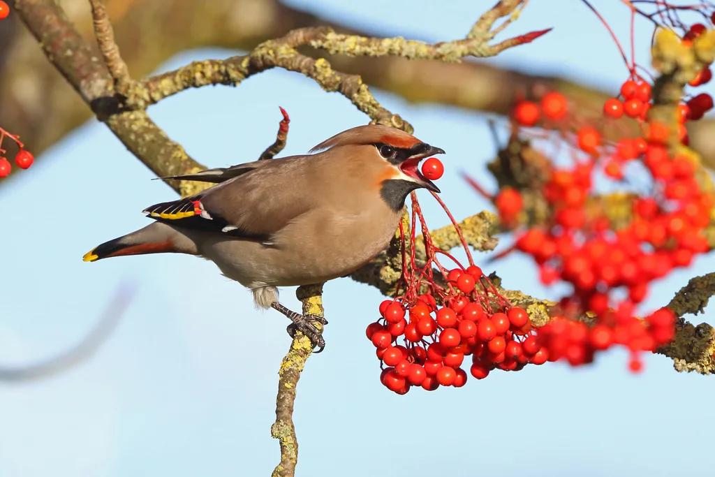 太平鸟（Bombycilla garrulus）
