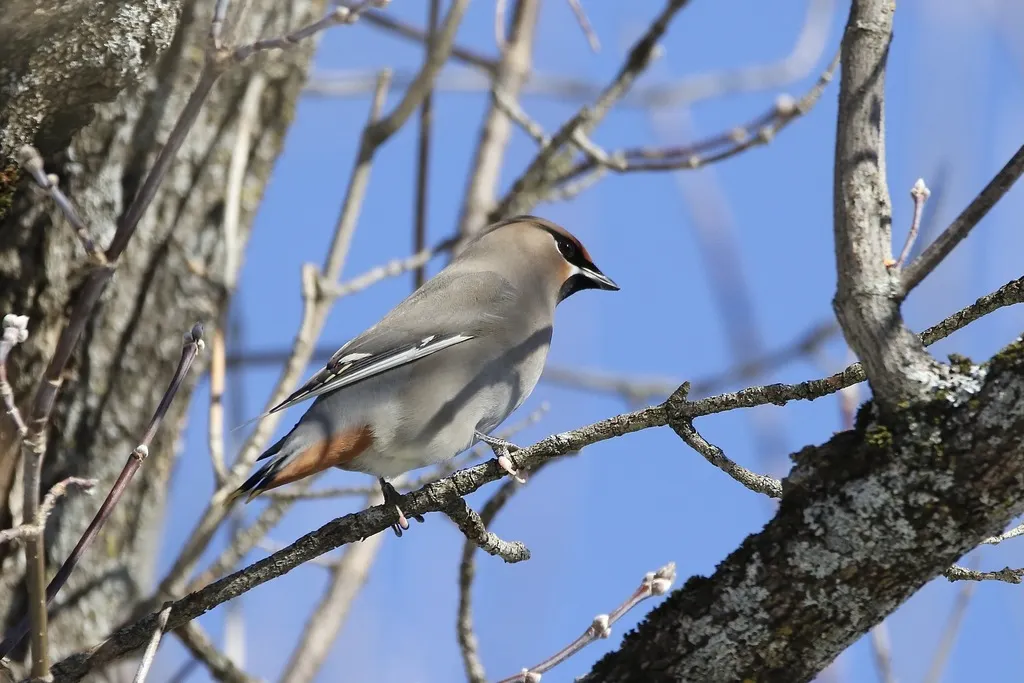 太平鸟（Bombycilla garrulus）