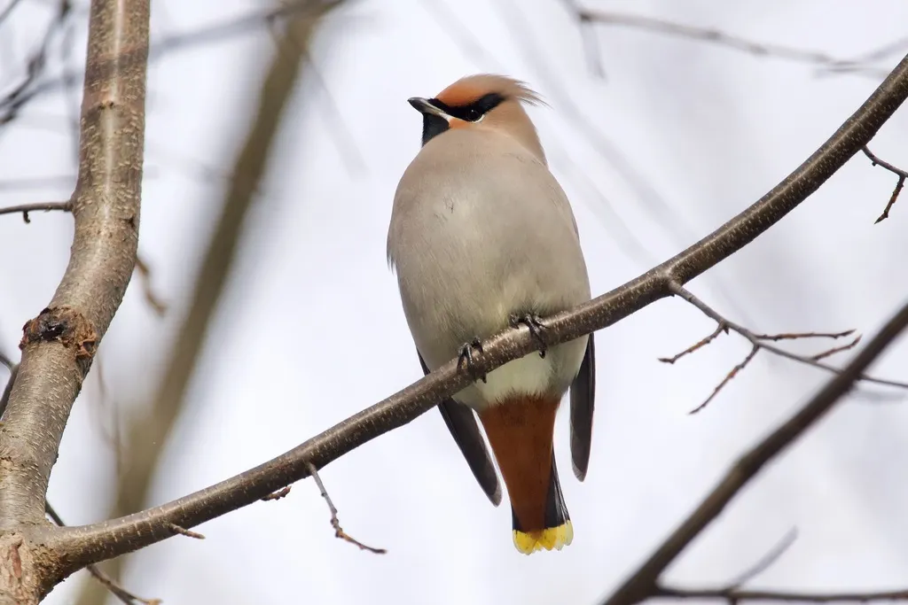太平鸟（Bombycilla garrulus）