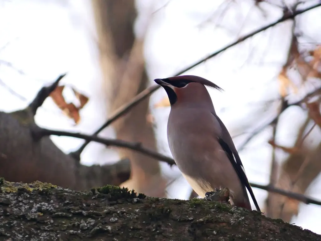 太平鸟（Bombycilla garrulus）