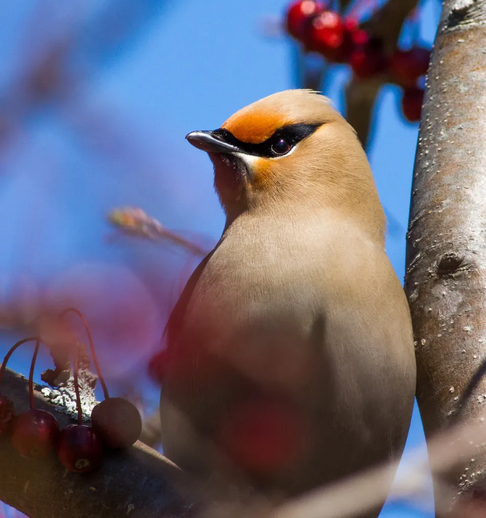 太平鸟（Bombycilla garrulus）
