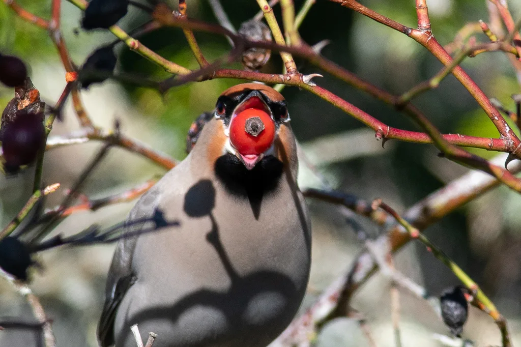 太平鸟（Bombycilla garrulus）